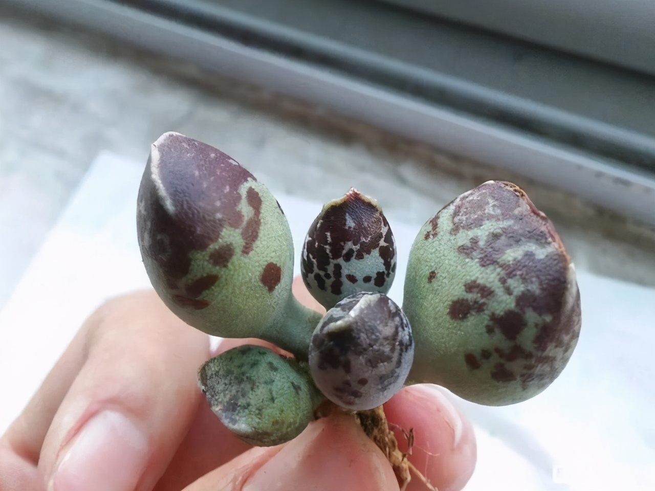 全部水泡类多肉叶片,叶子白底蓝心的多肉