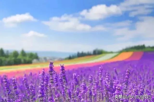 日本北海道富良野骑行攻略，试过在花田、花海中骑行吗？