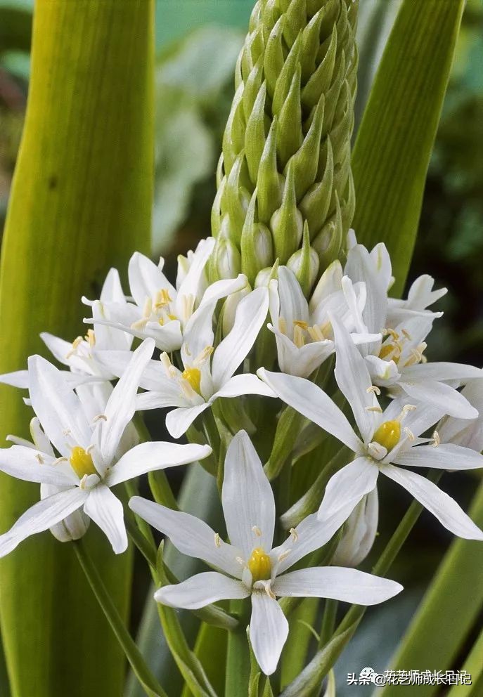 每日一花｜伯利恒之星，可用于治疗癌症，洁白可爱