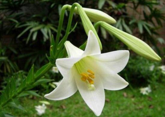 百合花盆栽施肥方法步骤,百合花生长期要施什么肥最好