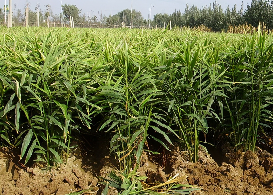 草木灰种生姜技术,桶种生姜技术