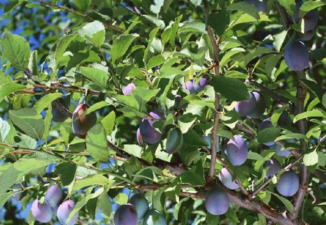 红色的色素假水果,各种假水果大全