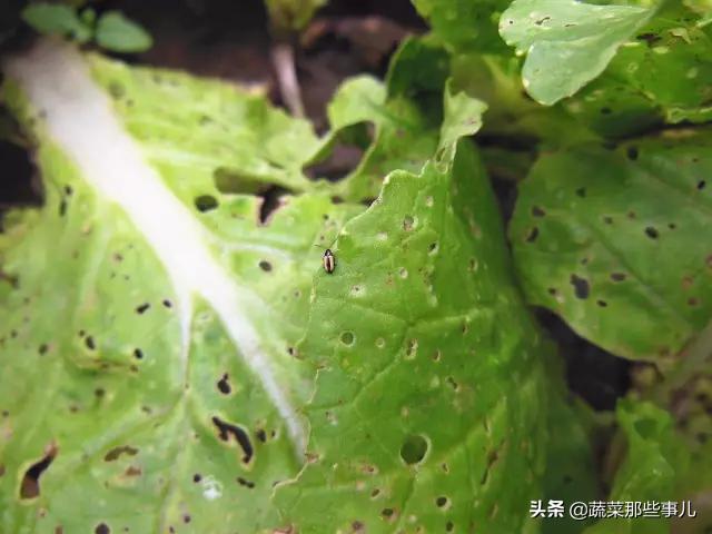 喷洒蔬菜害虫用什么农药,夏季叶菜常发生的虫害