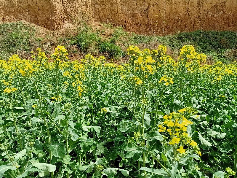 原创随笔父亲,父亲三周年祭日的祭词