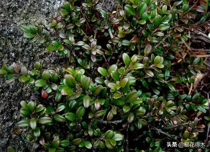 瓜子黄杨珍珠黄杨雀舌黄杨哪种好,黄杨雀舌和黑珍珠区别