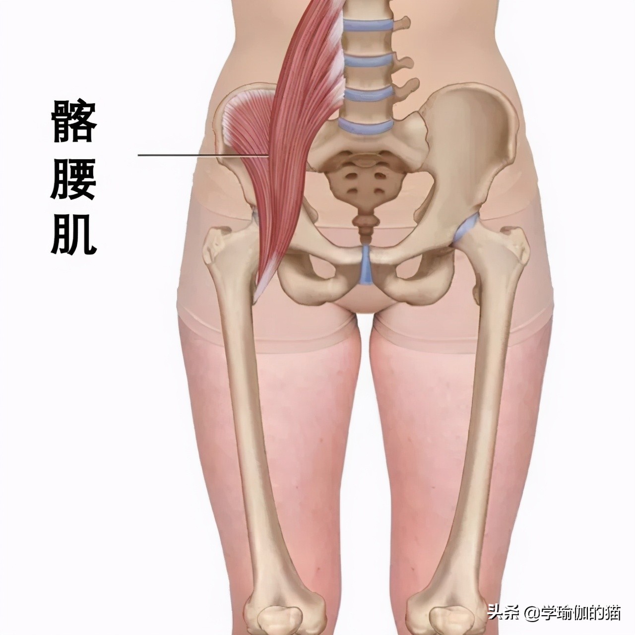 瑜伽竖叉胯不正怎么办,为什么练瑜伽会变成骨盆后倾