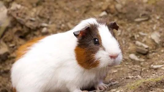 天竺鼠惊吓,天竺鼠害怕会死掉吗
