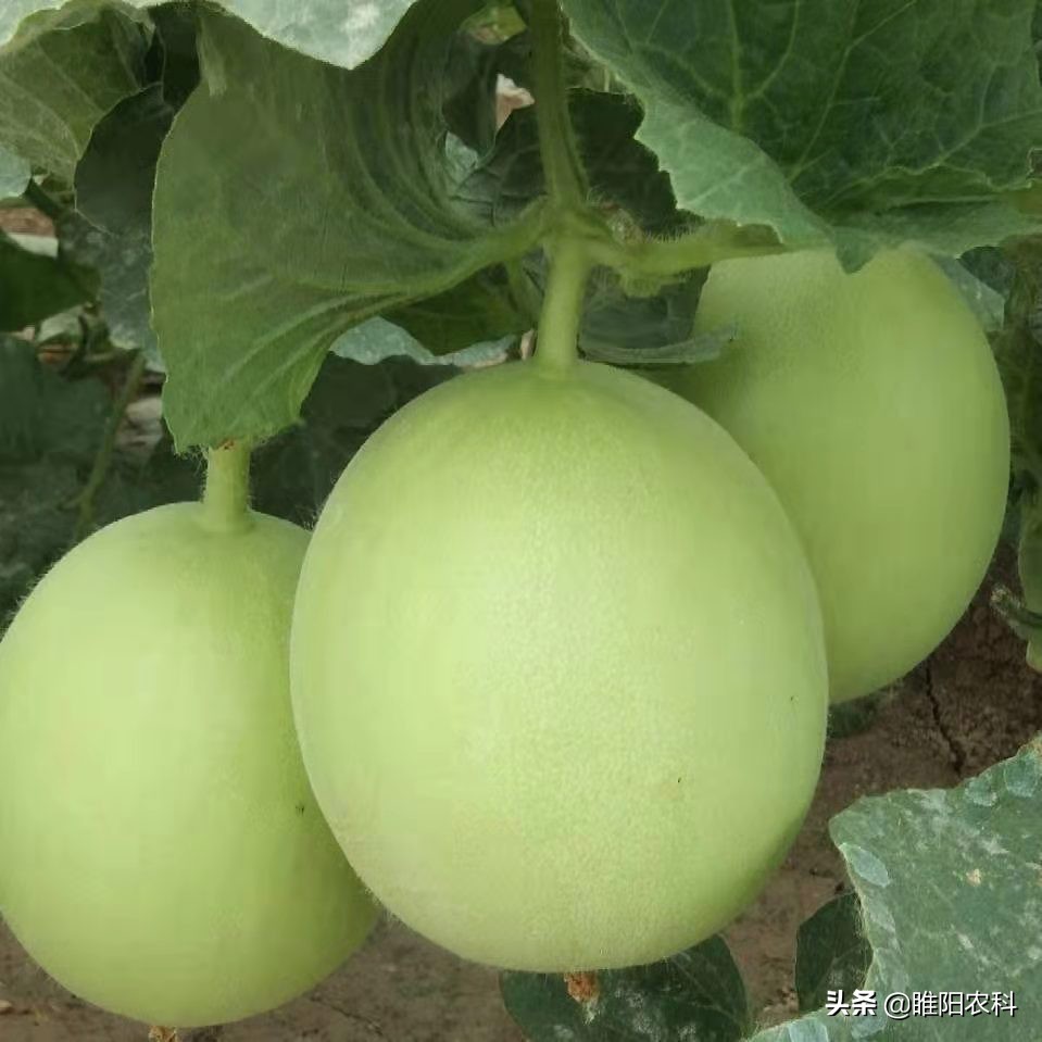 好的菌肥才有好效果,生物菌肥杀虫吗