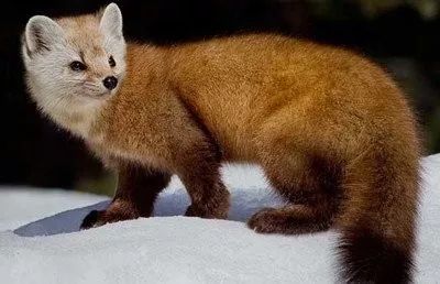 养殖什么稀奇的品种赚钱快又好养,养殖最赚钱的品种