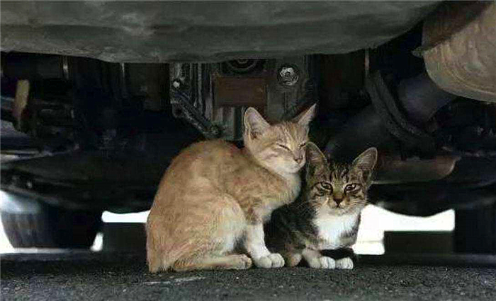 猫咪喝了防冻液会死吗,猫咪吃了防冻液什么症状