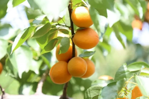 麦黄时节杏儿熟诗歌,麦收时节杏儿黄上一句