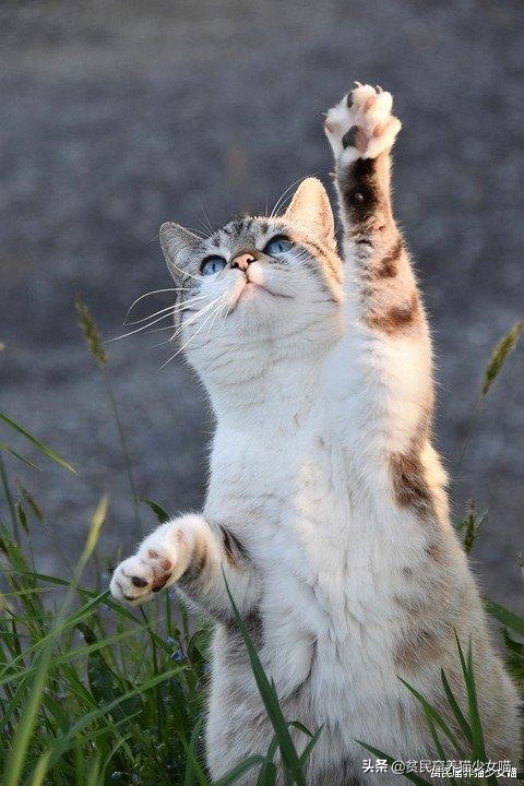 铲屎官发现俩猫咪,猫咪铲屎除臭最有效的方法