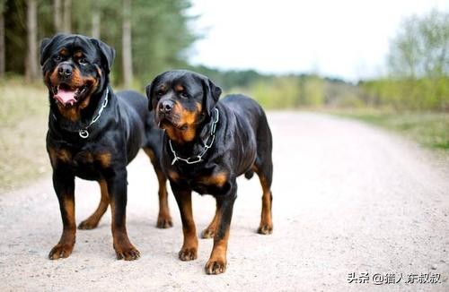 世界十大狗狗视频,世界十大最漂亮的狗狗