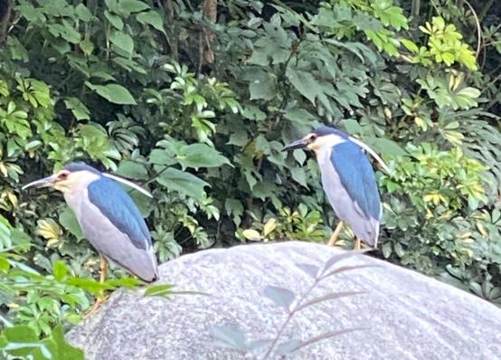 夜鹭栖居鹭岛国际社区:鸟类专家点赞成都“公园城市”建设