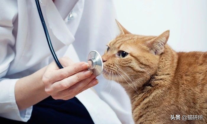 猫咪一定要挤肛吗,猫咪要不要定时挤肛腺