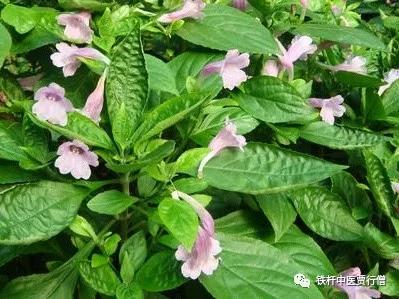 中药板蓝根的功效与作用,谈中药的网红