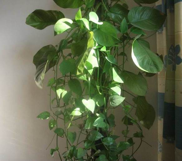 绿萝老化了怎么翻新,绿萝叶干烂了怎么回事