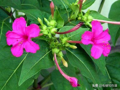 汪曾祺《晚饭花》原文欣赏,汪曾祺小说晚饭花赏析