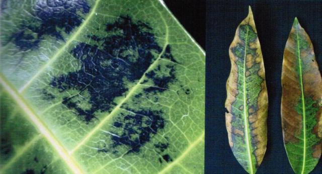 芒果补钙不能和什么元素混用,芒果中毒应该吃什么