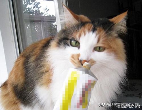 猫咪舔毛被主人抓,猫咪舔自己的毛的传言