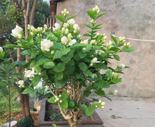 花多多可以与磷酸二氢钾一起用吗,花多多和磷酸二氢钾能同时用吗