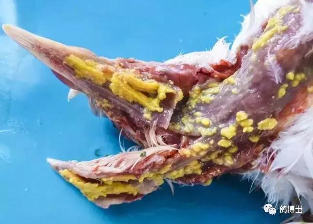 鸽子毛滴虫的克星草药,鸽子的毛滴虫治疗方法