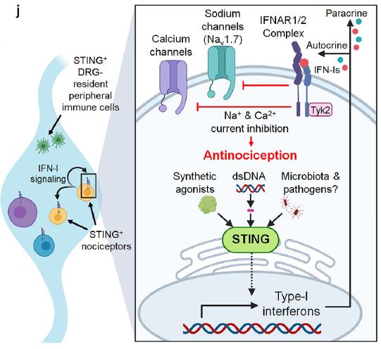 纪如荣团队发现STING在疼痛调控中大有可为