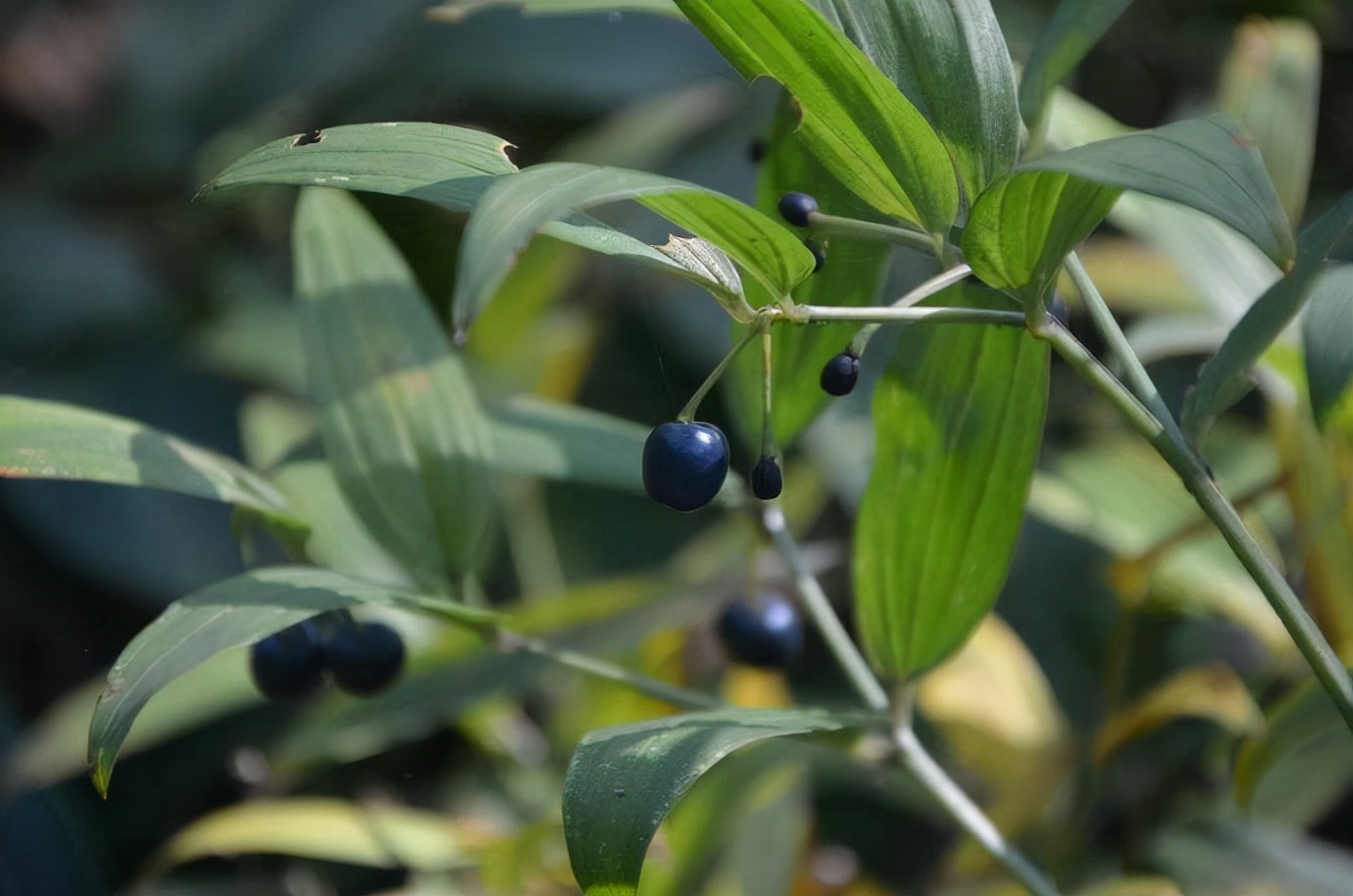 贵州百灵咳立停糖浆主要治疗什么,贵州百灵药业止咳糖浆