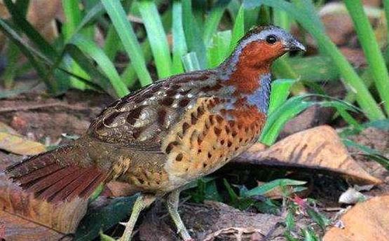 竹林里的美食,竹林里吃美食