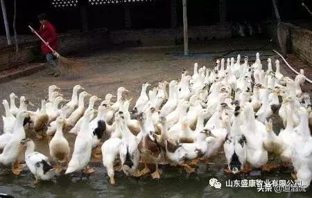 鸭流泪、面部肿、眼睛失明，是什么病？如何治疗？