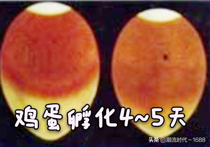 怎么孵化小鸡教学课程,怎么孵化小鸡出壳率高