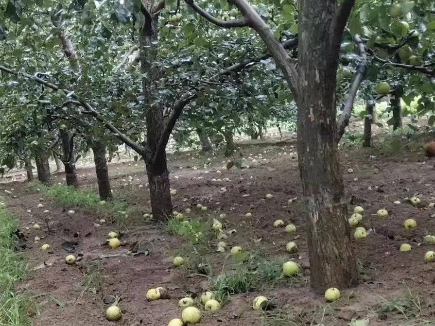 大雨过后玉米病虫如何防治,大雨后农作物病害