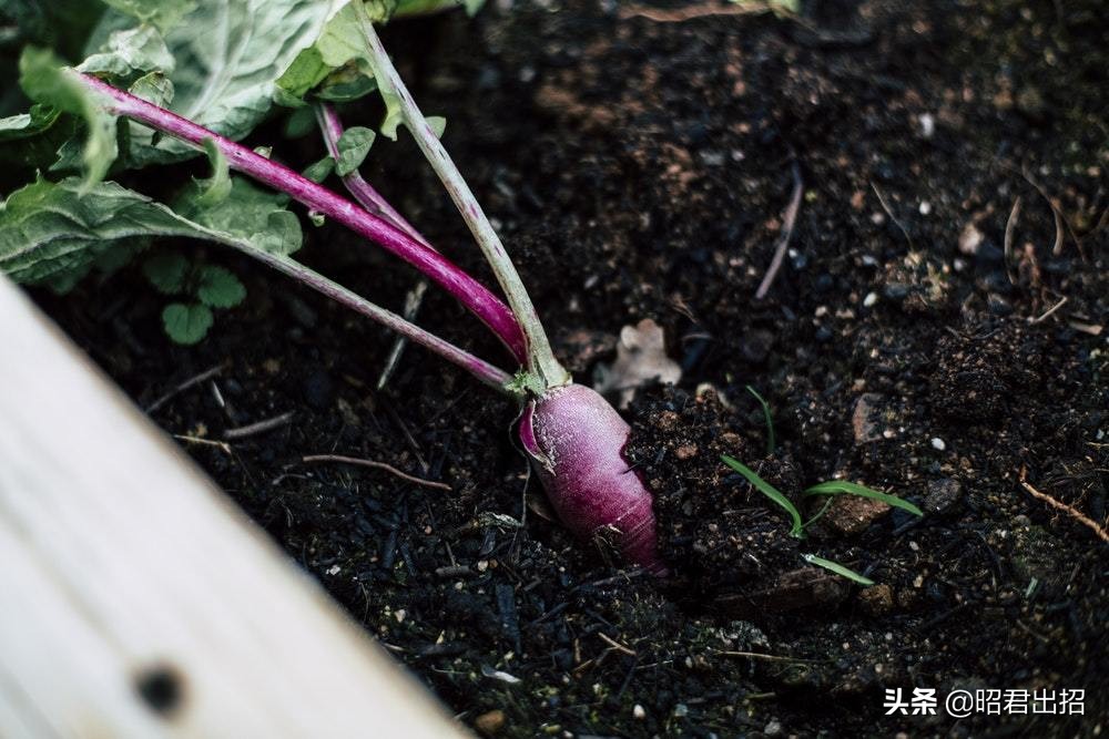 提升团队凝聚力向心力有什么建议,团队凝聚力提升与创新管理的内容