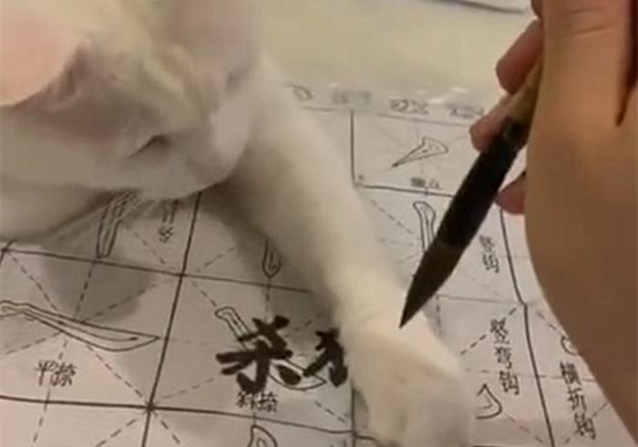 铲屎官的吃猫头行为,铲屎官对猫的奇葩操作