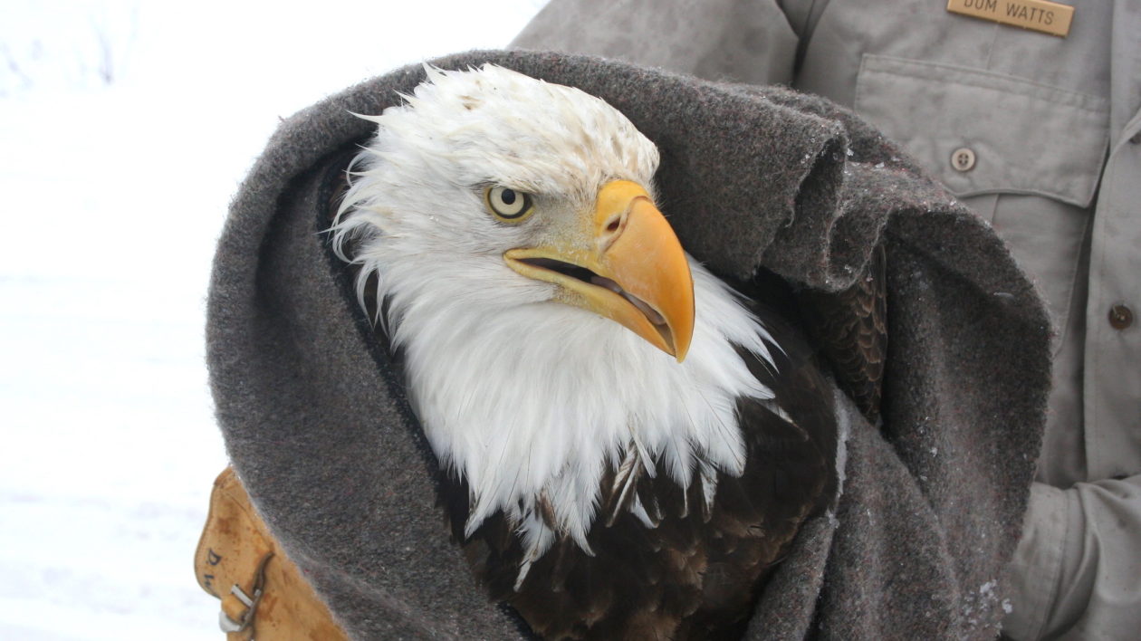 科普救助野生动物的知识,猛禽自救的全过程