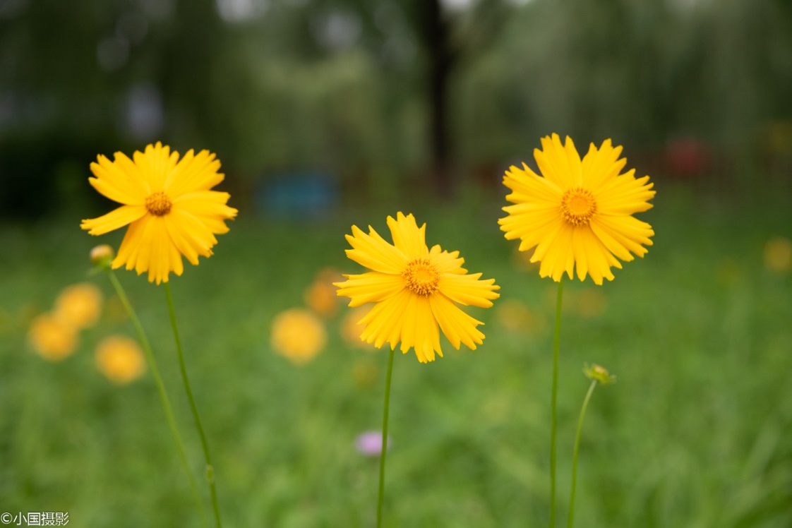 剑叶金鸡菊盆栽,重瓣剑叶金鸡菊图片