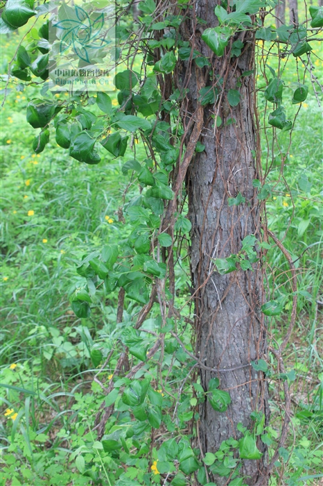 刺苞南蛇藤果介绍,南蛇藤能治毒蛇咬伤吗