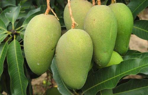 生芒果可以吃吗生芒果怎么催熟,如何不加芒果催熟剂催熟芒果