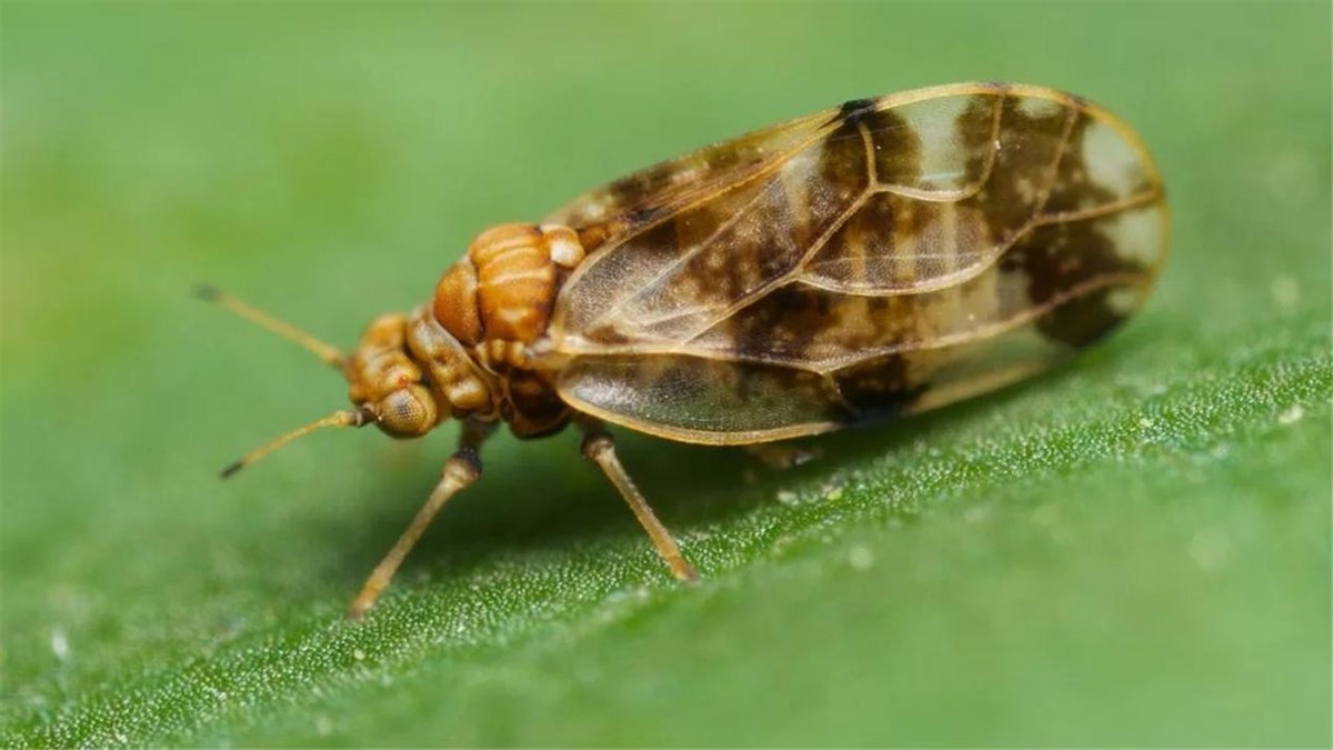 日本入侵中国的植物,日本入侵植物