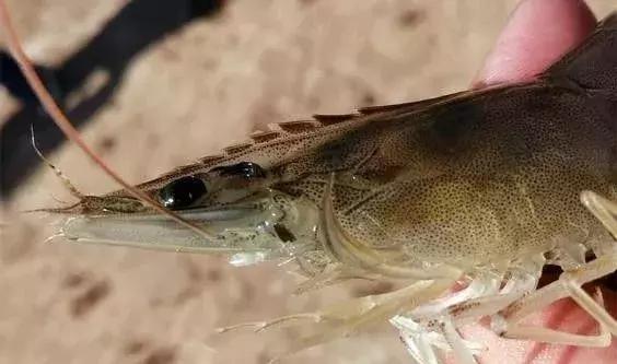 养殖秘籍：虾蜕壳不顺，请查看是不是这四点原因