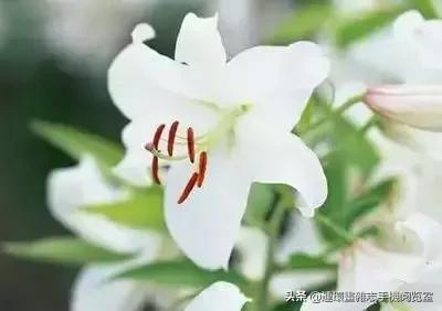 各种花的花语文案,花的花语100种