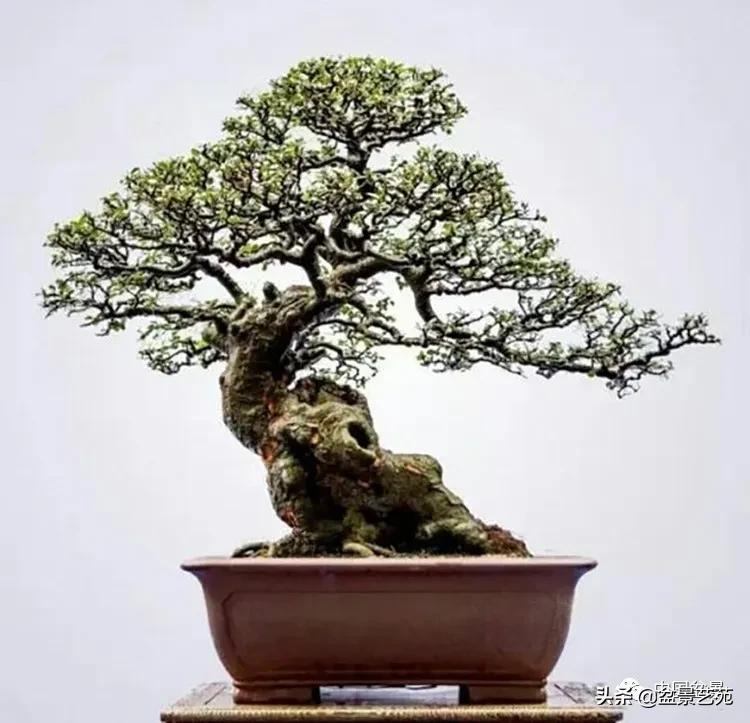 金银花盆景的修剪方法,盆景的修剪知识与技法