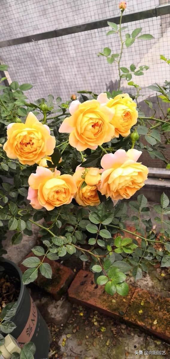 植物发现烂根怎么快速补救,植物烂根的原因及处理方法