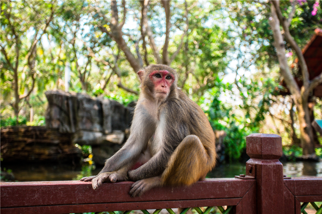 海南必玩猴岛与呆呆丨看萌呆猕猴，呆呆岛发呆