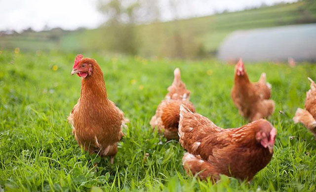 鸡拉白色和绿色粪便怎么治,鸡拉绿色粪便怎么治