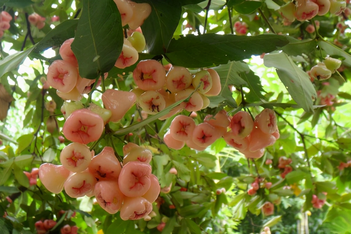 姘存灉鐨囧笣,鍗楀寳姘存灉鐨囧笣