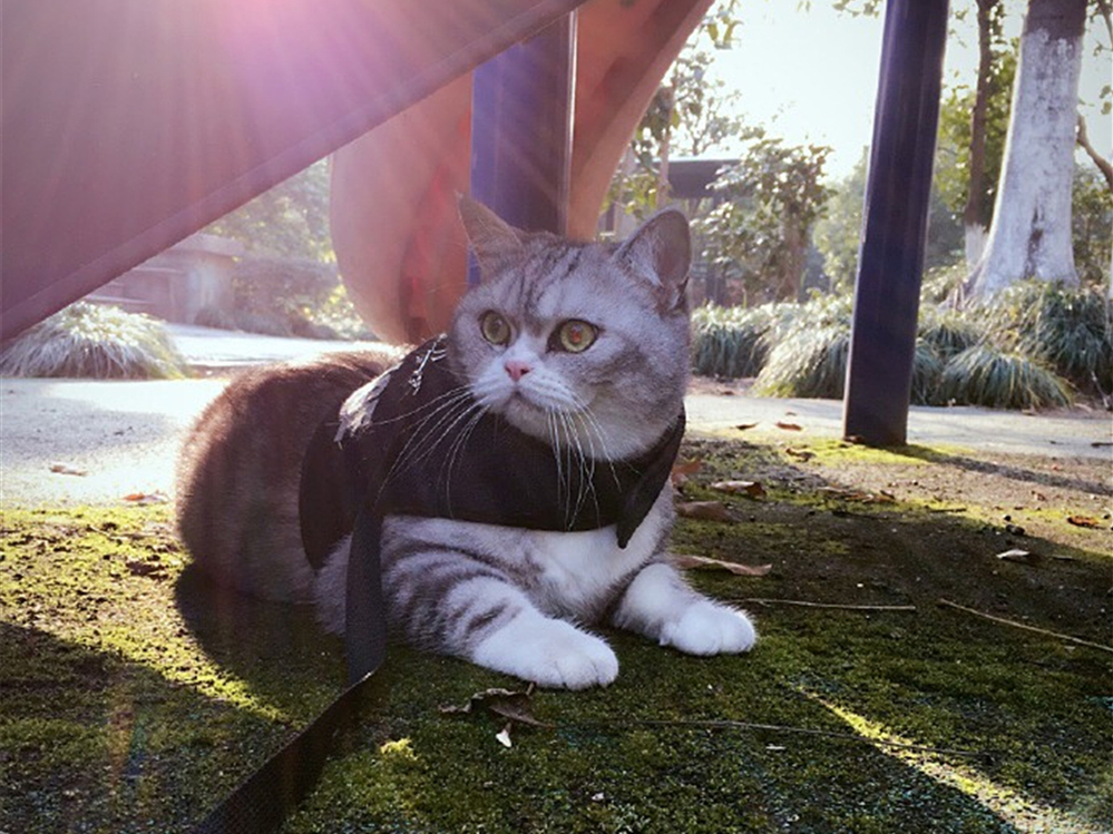 猫毛会引起过敏？唾液、皮屑才是根源，铲屎官需做好三点预防措施