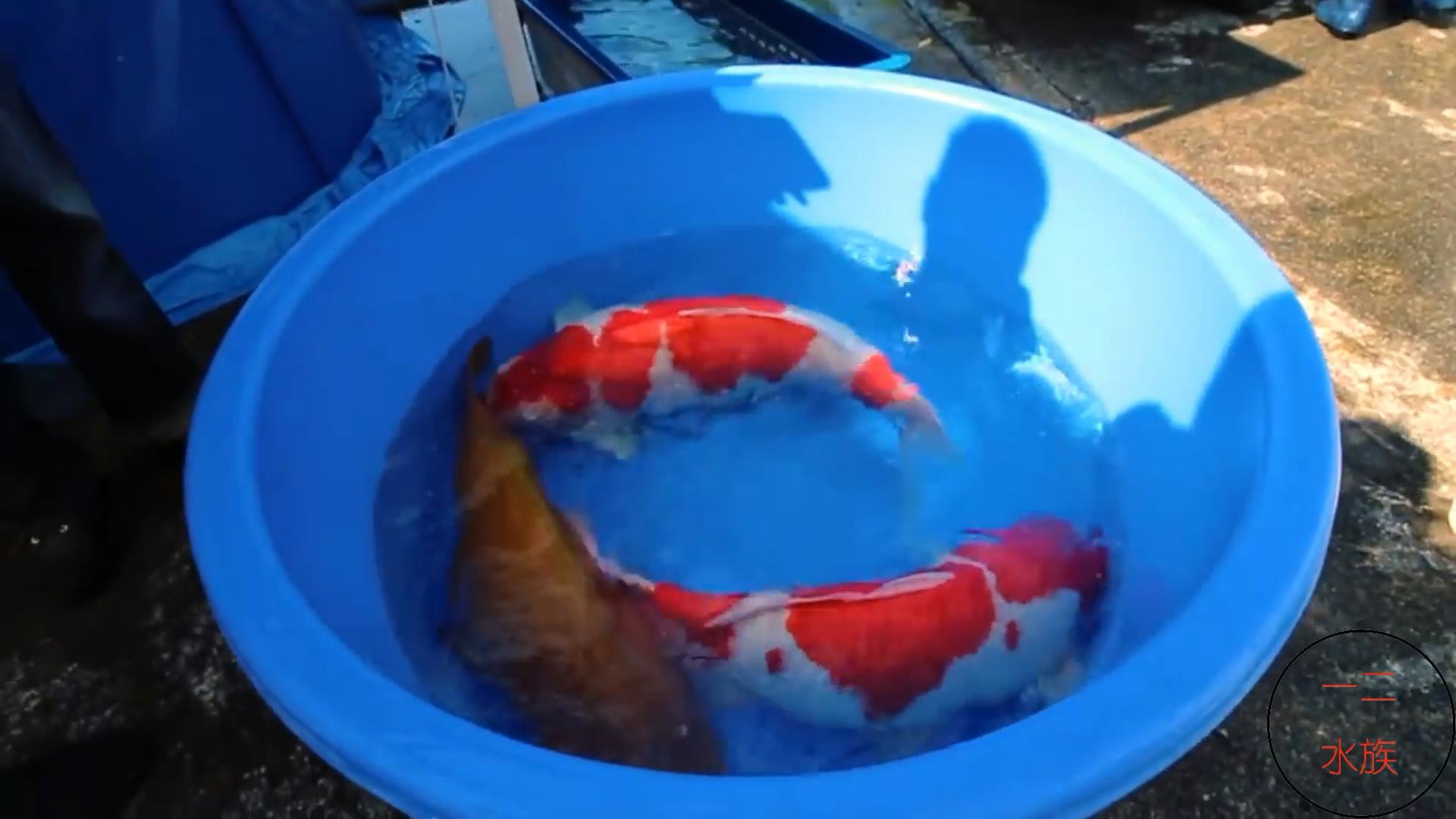 金鱼不能跟乌龟一起养吗,金鱼不能和野生鱼一起养吗