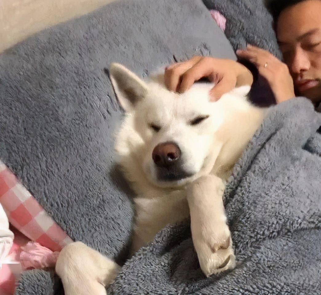 萨摩耶被主人洗了澡,萨摩耶进男主人家