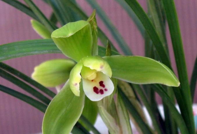 值得收藏的兰花品种有哪些图片,最好的兰花品种图片大全欣赏